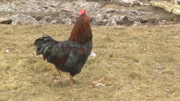 Poulets et coqs Marcher dans la cour et mâcher des graines de tournesol 