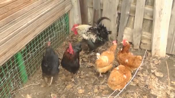 Kippen en hanen lopen in de tuin en kauwen zonnebloempitten — Stockvideo