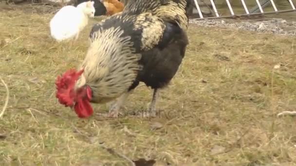 Kippen en hanen lopen in de tuin en kauwen zonnebloempitten — Stockvideo