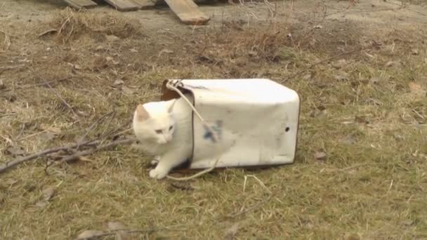 Білий кіт увійшов у відро і грає з ним — стокове відео
