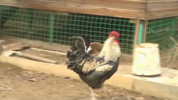 Цыплята и петухи гуляют во дворе и жуют подсолнухи — стоковое видео