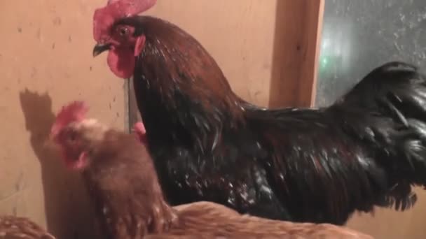 Koguty i kury przejść w Coop — Wideo stockowe