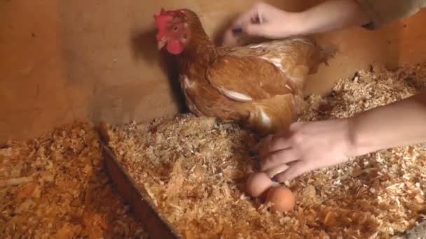 A menina atordoando a galinha e coleta ovos no galinheiro — Vídeo de Stock