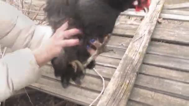 Chica sosteniendo un pollo, el pollo aletea sus alas — Vídeos de Stock