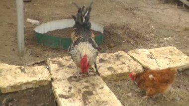 Tavuk ve horozlar yürümek içinde belgili tanımlık yarda ve çiğnemek Ayçekirdeği