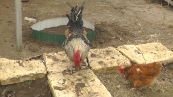 Poulets et coqs Marcher dans la cour et mâcher des graines de tournesol 