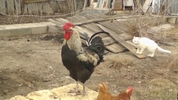 Chickens and Roosters Walk in the Yard and Chew Sunflower Seeds — Stock Video