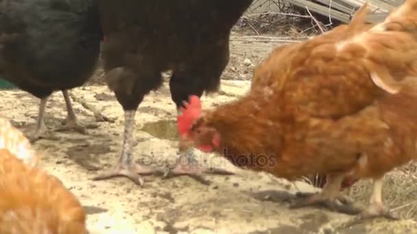 Poulets et coqs Marcher dans la cour et mâcher des graines de tournesol 
