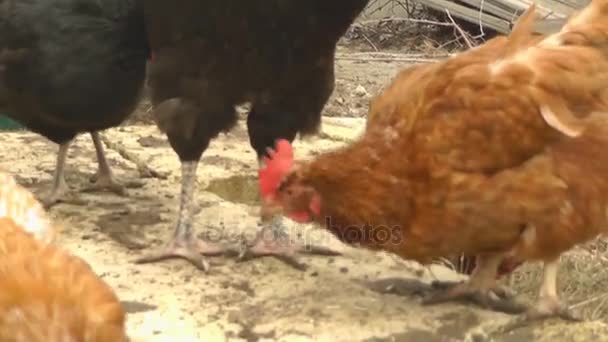 Hühner und Hähne spazieren durch den Hof und kauen Sonnenblumenkerne — Stockvideo