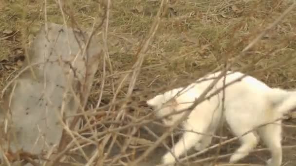 Witte kat spelen op de achtergrond van houten hek — Stockvideo