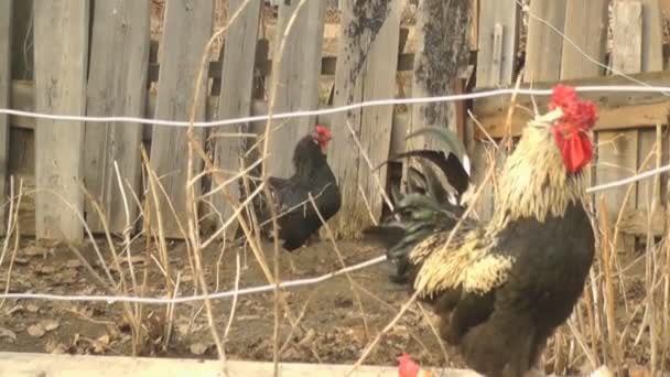Цыплята и петухи гуляют во дворе и жуют подсолнухи — стоковое видео
