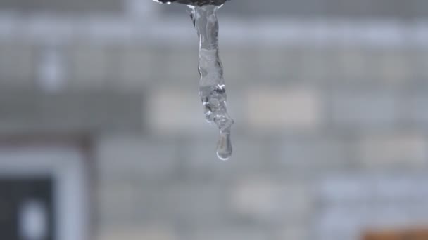 Csepp víz csöpögött jégcsap olvad, tavasz — Stock videók