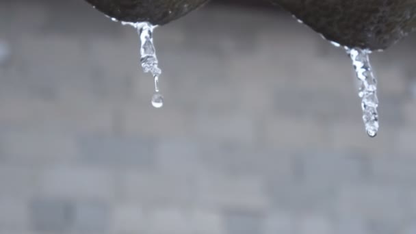 Σταγόνα νερό στάζει παγοκρύσταλλος λιώνει, την άνοιξη — Αρχείο Βίντεο