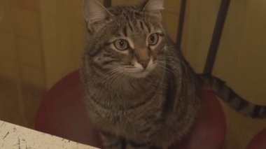 Kedi gözlem pizza olduğunu.