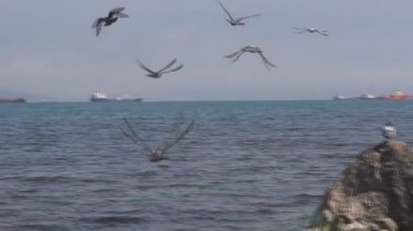 Güvercinler ve denizin üzerinde uçan martılar