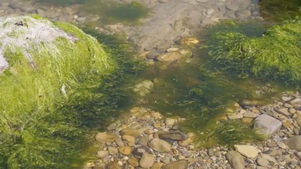 Hairy Algae on the Sea Sway — Stock Video