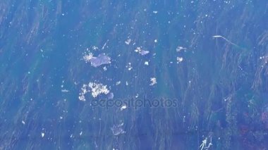 Sualtı yosun ve nehir