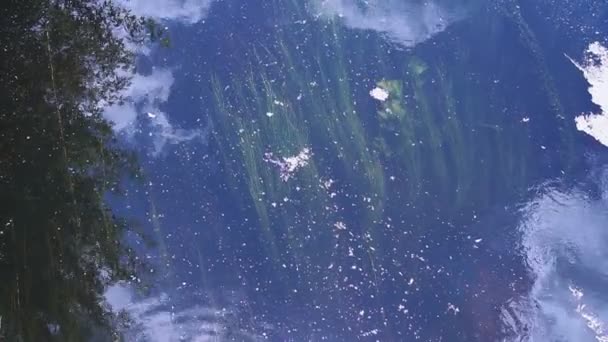 Підводний водоростей і річки — стокове відео