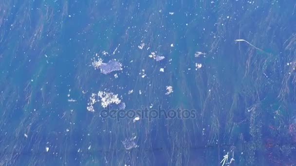 Подводные водоросли и река — стоковое видео