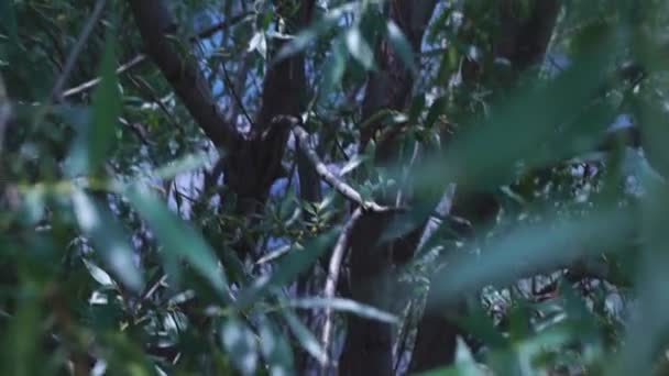 Forêt sombre dans les profondeurs du feuillage et d'un ruisseau de montagne 
