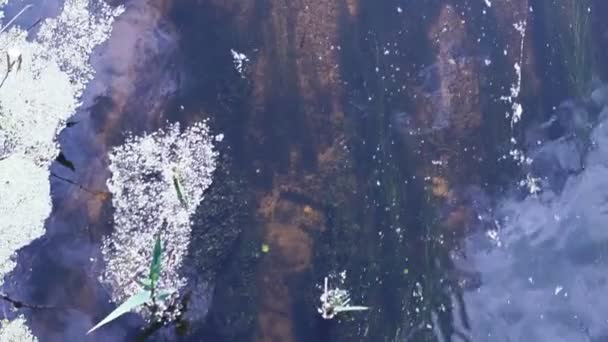 Algas submarinas y el río — Vídeo de stock