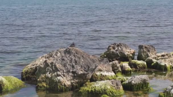 Orilla del Mar Negro con rocas y rocas — Vídeos de Stock