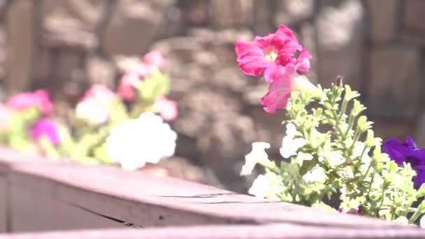 Mooie Lente Bloemen Bladeren Planter Buiten Een Venster — Stockvideo