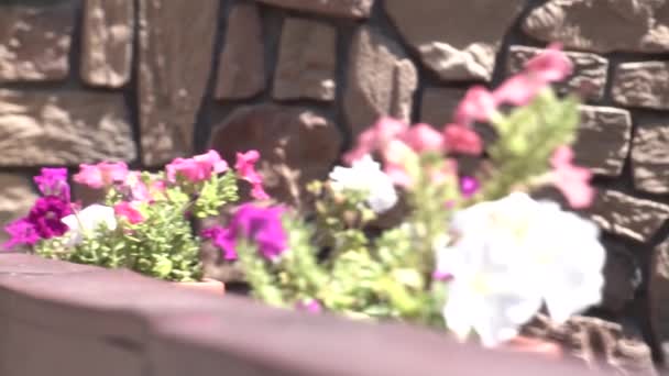 Mooie Lente Bloemen Bladeren Planter Buiten Een Venster — Stockvideo