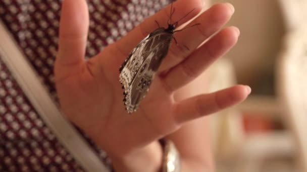 Butterfly Beve Acqua Mani Femminili Una Farfalla Appoggiata Sulle Gambe — Video Stock