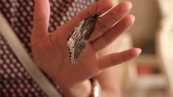 Papillon boit de l'eau de mains féminines, un papillon reposant sur les jambes d'une fille 