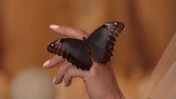 Das Brautmädchen Hält Einen Großen Schmetterling Auf Ihrer Schulter — Stockvideo