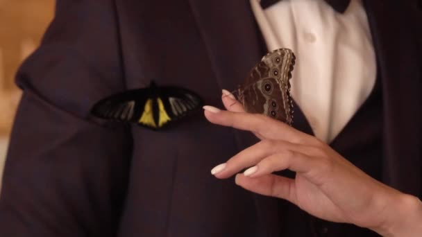 Das Brautmädchen Hält Einen Großen Schmetterling Auf Ihrer Schulter — Stockvideo