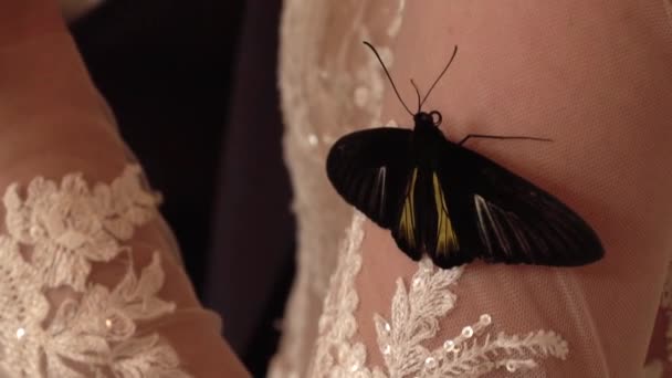 Bride Girl Holds Large Butterfly Her Shoulder — 비디오