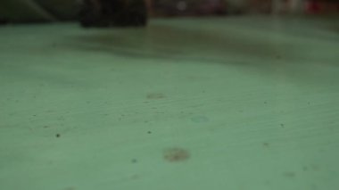 Cam bir şişedeki çiçek buketi bir ağaca asılı. Düğün dekoru bir çıkış töreninde.