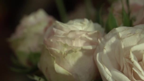 White Pink Roses Bouquet Fresh Flowers — Stock Video