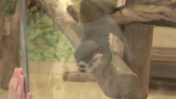 Petit singe derrière le verre dans le zoo grimpe à travers lyans — Video