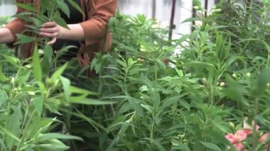 Kadın seradaki yataktan çiçek topluyor.