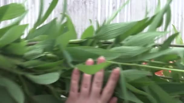 Femme recueille des fleurs alstermeria du lit dans la serre 