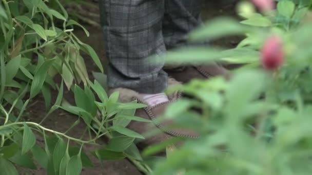 Γυναικεία πόδια περπατούν στο έδαφος σε ένα θερμοκήπιο — Αρχείο Βίντεο