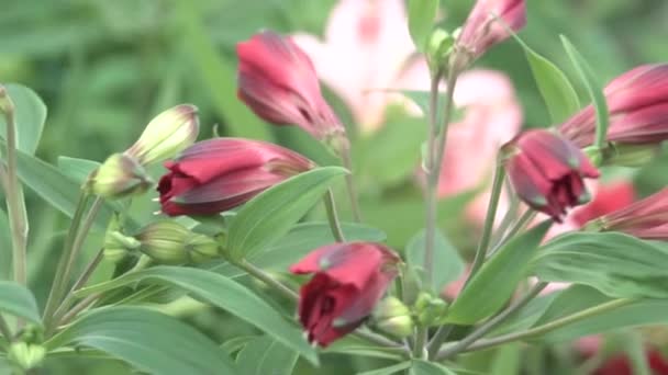 Flor de alstermeria crece en invernadero — Vídeo de stock