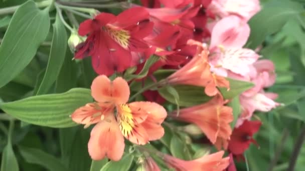 알스 테르메아 꽃 이자라고 있는 온실 스톡 비디오