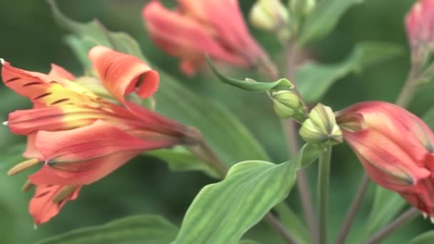 Цветок альстермерии растет в теплице — стоковое видео
