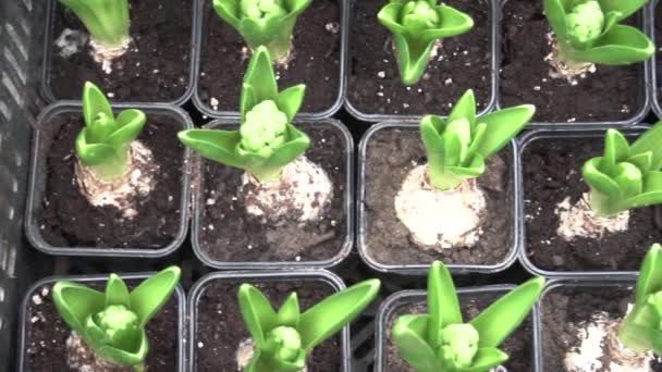 Uienbloemen irissen groeien in potten in de grond — Stockvideo