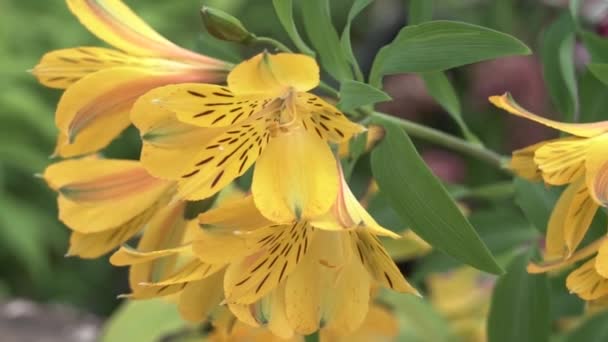 Alstermeria flower grows in greenhouse — Stock Video