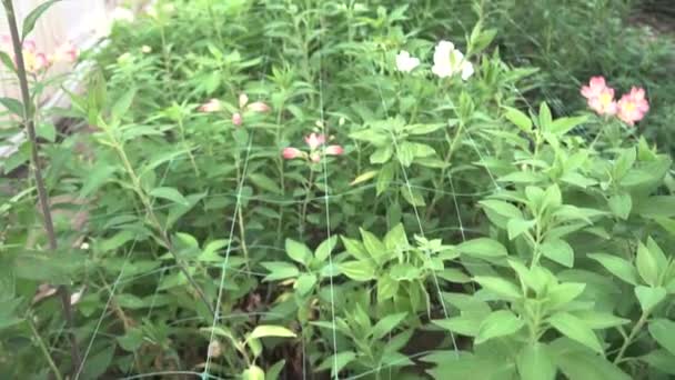 花が栽培される温室のようなものです — ストック動画