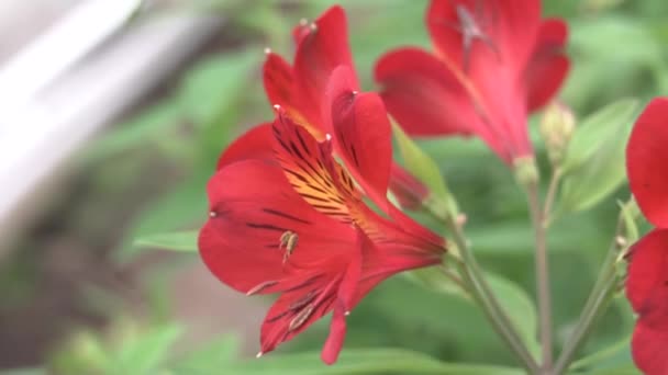 alstermeria fleur pousse en serre 