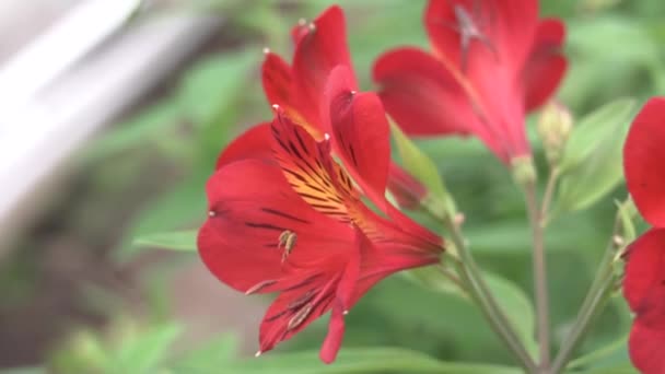 Alstermeria flower grows in greenhouse — Stock Video