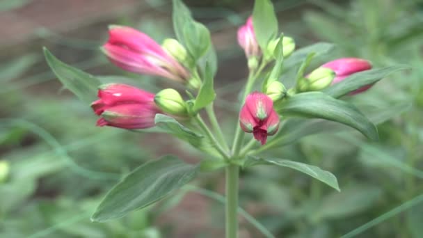 Flor de alstermeria crece en invernadero — Vídeo de stock
