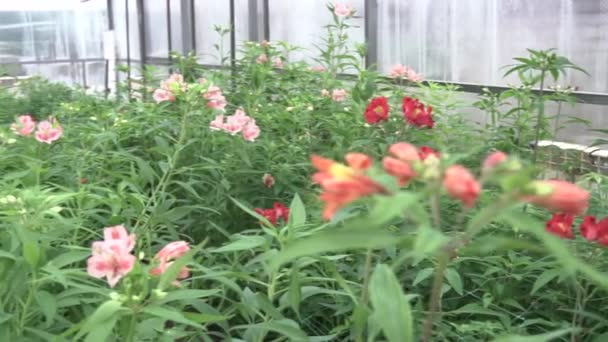 Kind of greenhouse where flowers are grown Video Clip
