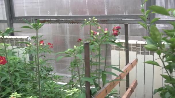 Tipo de invernadero donde se cultivan flores — Vídeos de Stock